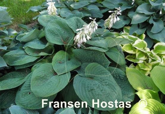 Hosta Blarney Stone